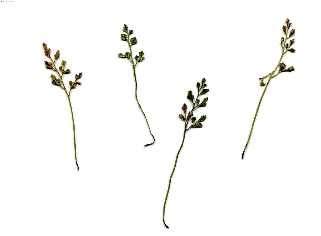 Asplenium ruta-muraria subsp. ruta-muraria (Aspleniaceae)